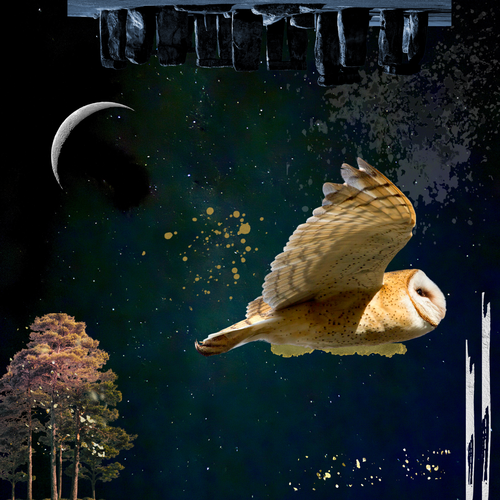 Pueo - Owl in Darkness, Background is Hawaiian night sky, added images from wikimedia and Canva